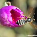 Sweat bee, Halictus farinosus, prepares to leave one flower for another. (Photo by Kathy Keatley Garvey)