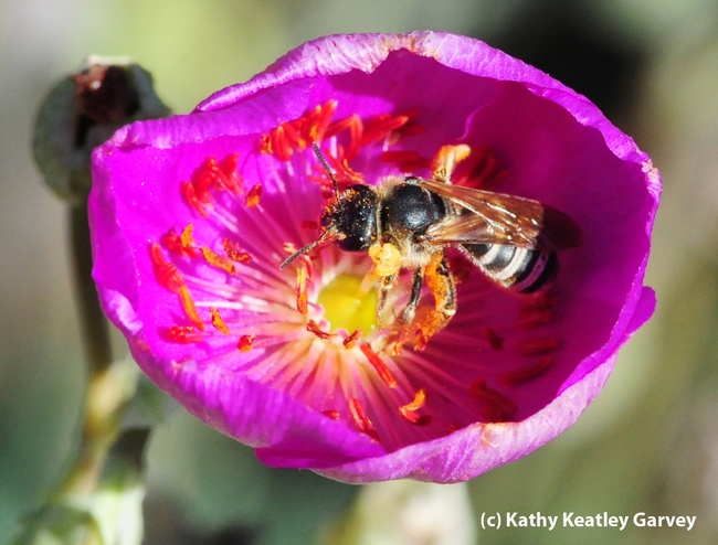 Sweat bee, Halictus farinosus, foraging in rock purslane. (Photo by Kathy Keatley Garvey)