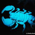 Scorpion glowing under ultraviolet light at the Bohart Museum of Entomology. (Photo by Kathy Keatley Garvey)