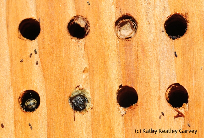 One leafcutter bee is tucked in head first; the other is ready to leave. (Photo by Kathy Keatley Garvey)