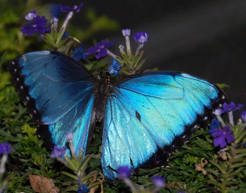 BLUE BUTTERFLY--This butterfly in the  live butterfly display at the Entomological Society of America's recent meeting in Reno prompted photographers to aim, focus and shoot. (Photo by Kathy Keatley Garvey)