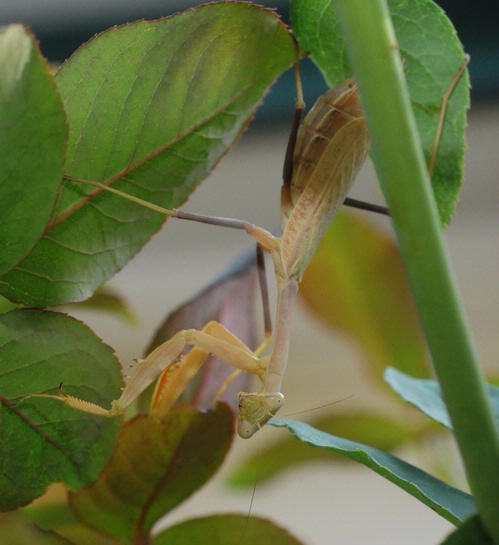 TURN OVER A NEW LEAF--and there's a praying mantis. (Photo by Kathy Keatley Garvey)
