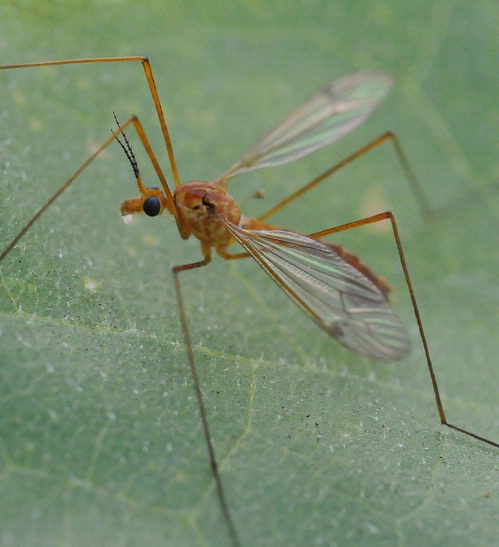 TURN OVER A NEW LEAF--and there's a crane fly, also known as a mosquito hawk. (Photo by Kathy Keatley Garvey)