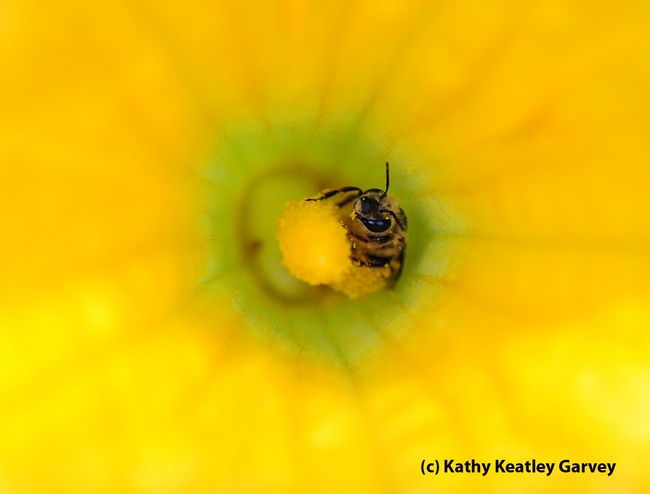 VEGETABLE--A squash bee nestled in a squash blossom. (Photo by Kathy Keatley Garvey)