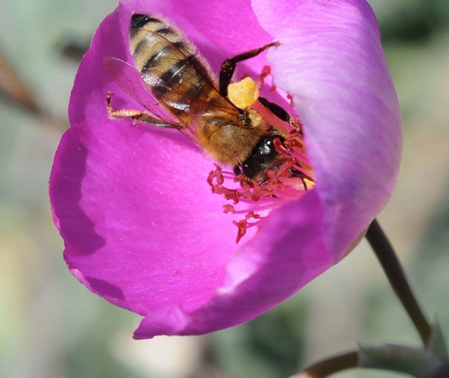 ROCK PURSLANE--The magenta-colored rock purslane (Calandrinia grandiflora) is a favorite of honey bees. (Photo by Kathy Keatley Garvey)