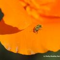 Melyrid beetle (Endeodes insularis) on a poppy petal. (Photo y Kathy Keatley Garvey)