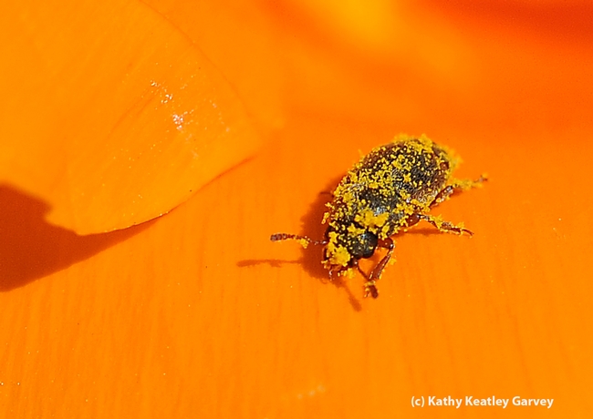 Close-up of melyrid beetle covered with pollen. (Photo by Kathy Keatley Garvey)
