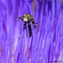 Male cuckoo leafcutting bee (genus Coelioxys) emerges from the purple strands of an artichoke blossom. (Photo by Kathy Keatley Garvey)
