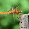 Flame skimmer perched on a tomato-plant stake. (Photo by Kathy Keatley Garvey)