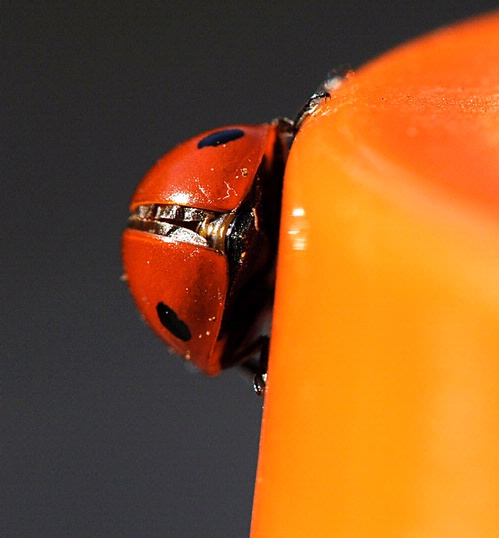 OFF AND RUNNING--The ladybug scrambles away to live another day. (Photo by Kathy Keatley Garvey)