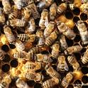 Worker bees working inside the hive. (Photo by Kathy Keatley Garvey)