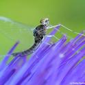 Mayfly, from the family Baetidae, rests on a flowering artichoke. (Photo by Kathy Keatley Garvey)