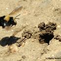 Female digger bee, Anthophora bomboides stanfordiana, heads for her nest. (Photo by Kathy Keatley Garvey)