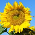 Honey bee heads for a sunflower in a field off Pedrick Road, Dixon. (Photo by Kathy Keatley Garvey)