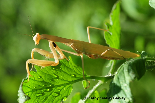 Praying mantis rests on a tomato vine prior to flying to a nearby tree. (Photo by Kathy Keatley Garvey)