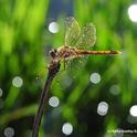 Variegated meadowhawk, Sympetrum corruptum, glows in the early morning. (Photo by Kathy Keatley Garvey)