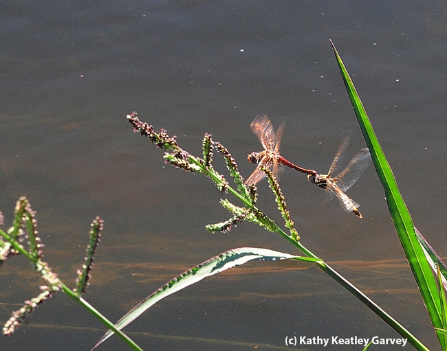 Dragonfly mating ritual. (Photo by Kathy Keatley Garvey)