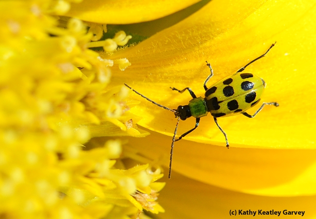 Spotted cucumber beetle on a sunflower. (Photo by Kathy Keatley Garvey)