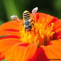Female leafcutting bee, Megachile fidelis, foraging on a Mexican sunflower. (Photo by Kathy Keatley Garvey)