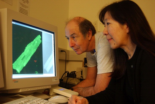 Bruce Hammock and Nipavan Chiamvimonvat look at enzyme distribution in a  heart muscle cell. (Photo by Kathy Keatley Garvey)