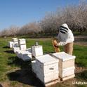 Bee breeder-geneticist Kim Fondrk of UC Davis manages the Robert Page specialized genetic stock. These bee hives were in a Dixon almond orchard. (Photo by Kathy Keatley Garvey)