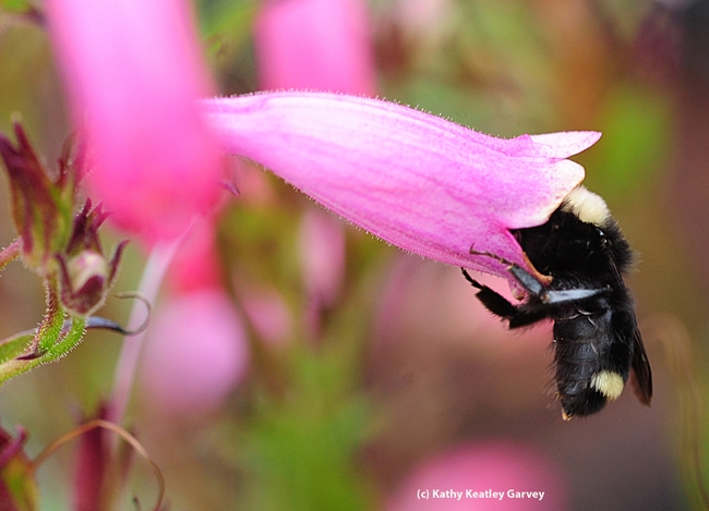 Yellow-faced bumble bee emerging from penstemon blossom. (Photo by Kathy Keatley Garvey)