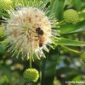 Honey bee foraging on a button willow, also known as a button bush (Cephalanthus occidentalis). (Photo by Kathy Keatley Garvey)