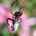 Freeloader fly sharing a meal with a spider. (Photo by Kathy Keatley Garvey)