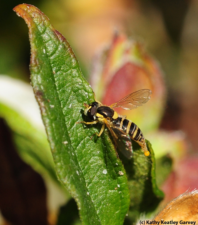 Syrphid fly (female Sphaerophoria), as identified by senior insect biosystematist Martin Hauser of the CDFA. (Photo by Kathy Keatley Gavrey)
