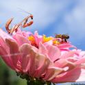 Unsuspecting honey bee lands on a zinnia occupied by a praying mantis lying in wait. (Photo by Kathy Keatley Garvey)