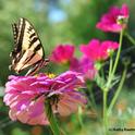 Western tiger swallowtail, Papilio rutulus, nectars on a zinnia, unaware of the danger lurking below. (Photo by Kathy Keatley Garvey)