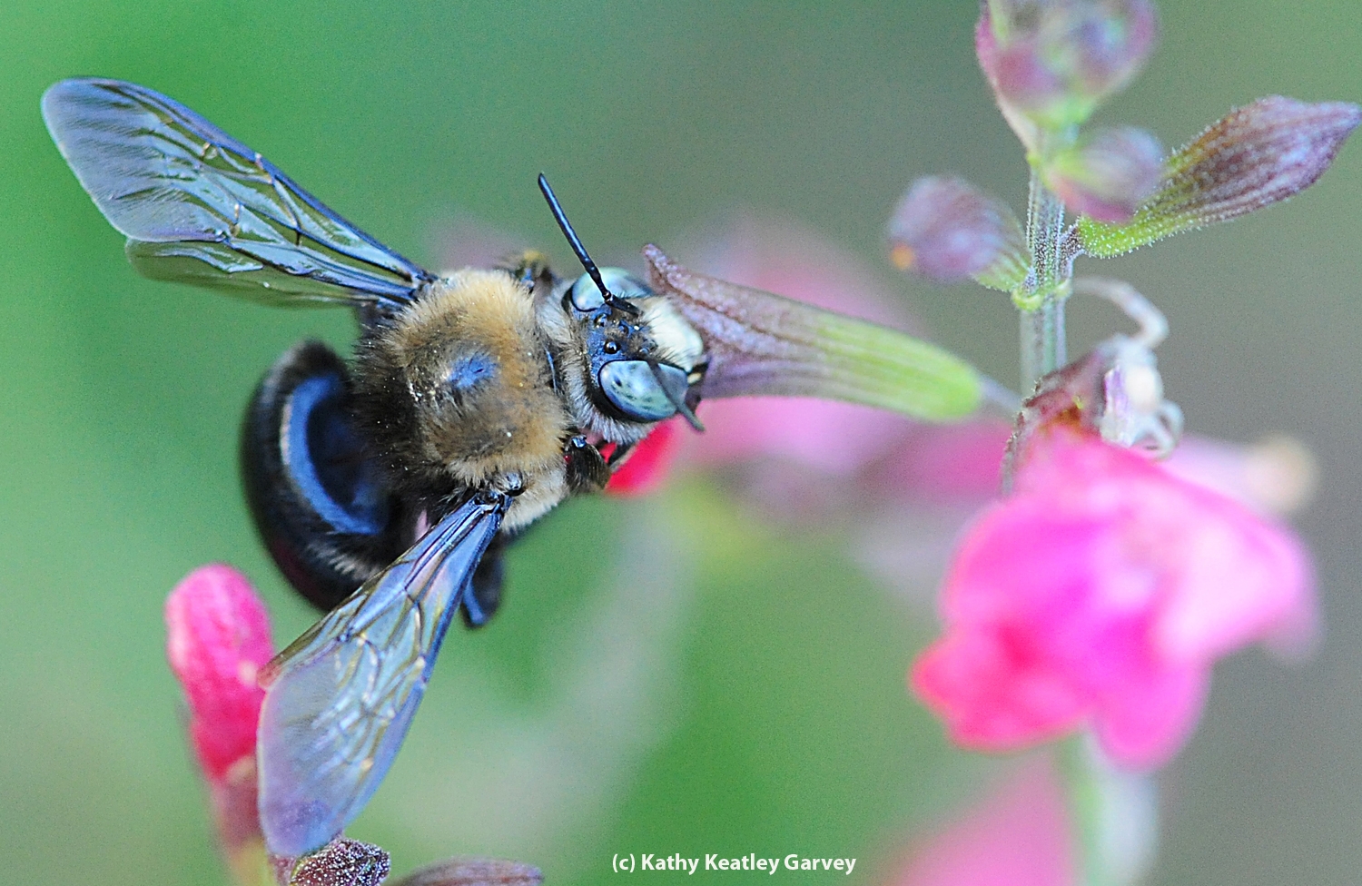 Meet A Carpenter Bee Bug Squad Anr Blogs