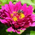 Female digger bee,  Anthophora urbana, on zinnia. (Photo by Kathy Keatley Garvey),