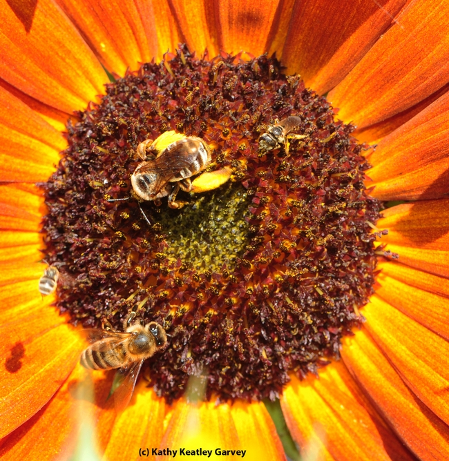 This photo shows a honey bee (bottom left), a sunflower bee, Svastra, and a sweat bee, Halictus ligatus, with  another sweat bee, Halictus tripartus, coming in for a landing. (Photo by Kathy Keatley Garvey)