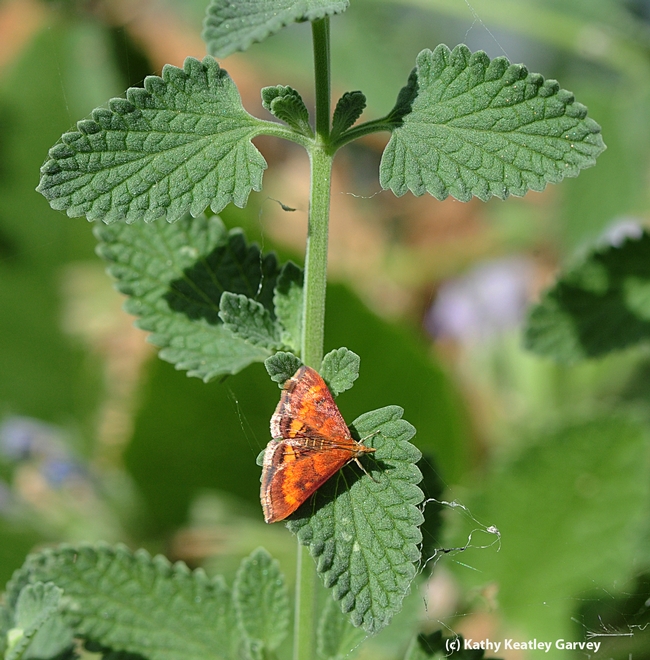 This is a California Pyrausta Moth (Pyrausta californicalis) on catmint. (Photo by Kathy Keatley Garvey)