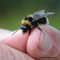 Close-up of a male Western bumble bee (Bombus occidentalis) found Aug. 15 at Mt. Shasta. (Photo by Kathy Keatley Garvey)