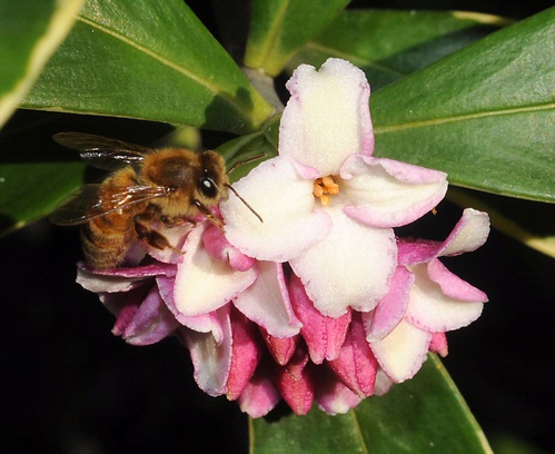 HONEY BEE ON DAPHNE--The daphne is known for its scented flowers--but beware those poisonous berries. (Photo by Kathy Keatley Garvey)