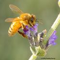 Italian bee nectaring on lavender. (Photo by Kathy Keatley Garvey)
