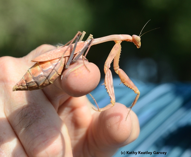 Pregnant praying mantis. (Photo by Kathy Keatley Garvey)