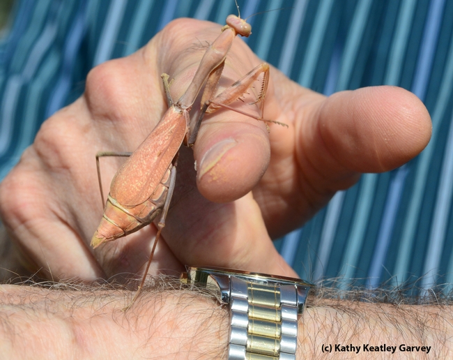 Bulging abdomen of a praying mantis. (Photo by Kathy Keatley Garvey)