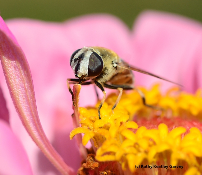 Flies are pollinators, too! This little Eristalis is nectaring a zinnia. (Photo by Kathy Keatley Garvey)