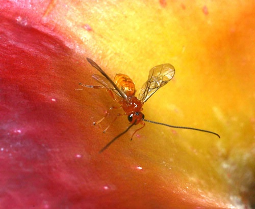 This is a male Diachasma alloeum wasp on an apple. (Photo by Andrew Forbes)