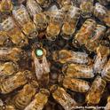 Honey bees are considered a superorganism. Here worker bees form a retinue around the queen. (Photo by Kathy Keatley Garvey)