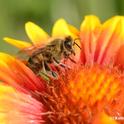 Honey bee on a blanket flower, Gaillardia. (Photo by Kathy Keatley Garvey)