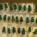 New World orchid bees at the Bohart Museum of Entomology. (Photo by Kathy Keatley Garvey)