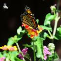 Monarch butterfly nectaring lantana, while a digger bee, Anthophora urbana, heads toward it. (Photo by Kathy Keatley Garvey)