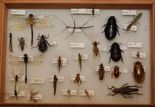 DIVERSITY OF INSECTS--From the Madagascar hissing cockroach to the praying mantis to the grasshopper, insects are diverse. This is part of a collection owned by UC Davis evolutionary ecologist Andrew Forbes. (Photo by Kathy Keatley Garvey)