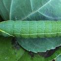 Close-up of a Smerinthus cerisyi caterpillar. (Photo by Kathy Keatley Garvey)