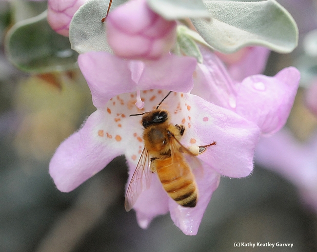 Honey bee on a cenizo, Leucophyllum frutescens. (Photo by Kathy Keatley Garvey)