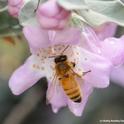 Honey bee on a cenizo, Leucophyllum frutescens. (Photo by Kathy Keatley Garvey)